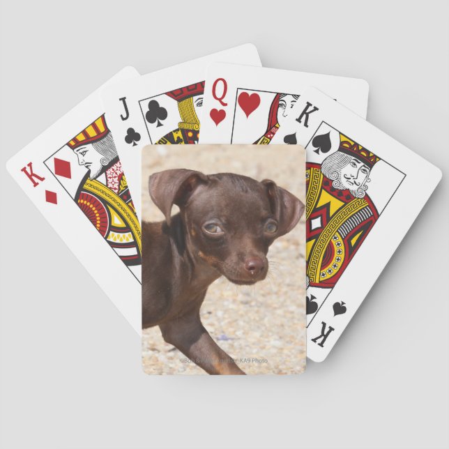 Baraja De Cartas Caminando de cachorros de Chihuahua (Reverso)