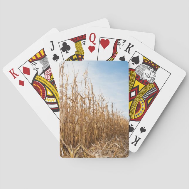 Baraja De Cartas Campo de maíz en parte cosechado (Reverso)