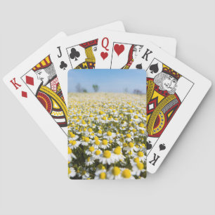 Baraja De Cartas Campo de manzanilla, Hungría