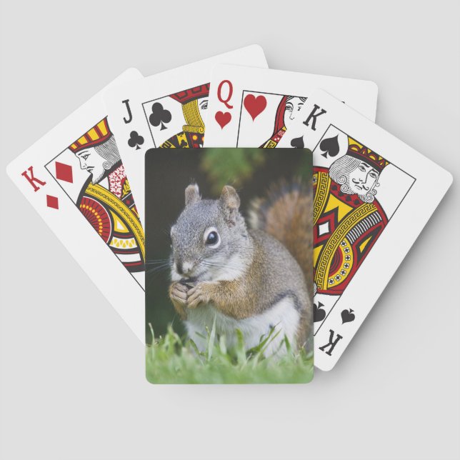 Baraja De Cartas Canadá, Columbia Británica, Red Squirrel Pine (Reverso)