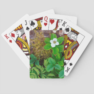 Baraja De Cartas Canadá, Nuevo Brunswick, ,  2