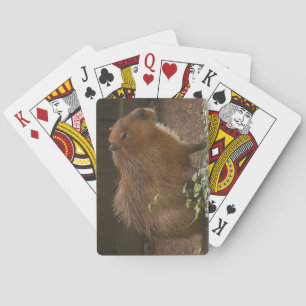 Baraja De Cartas Capibara