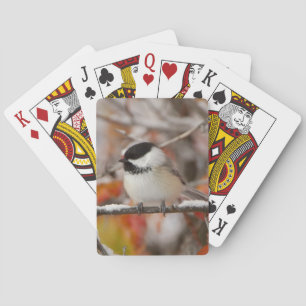 Baraja De Cartas Carbonero americano adulto en nieve