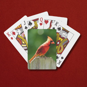 Baraja De Cartas Cardenal del Norte en Cerca en Verano
