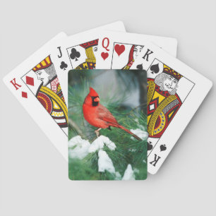 Baraja De Cartas Cardenal norteño macho en árbol, IL