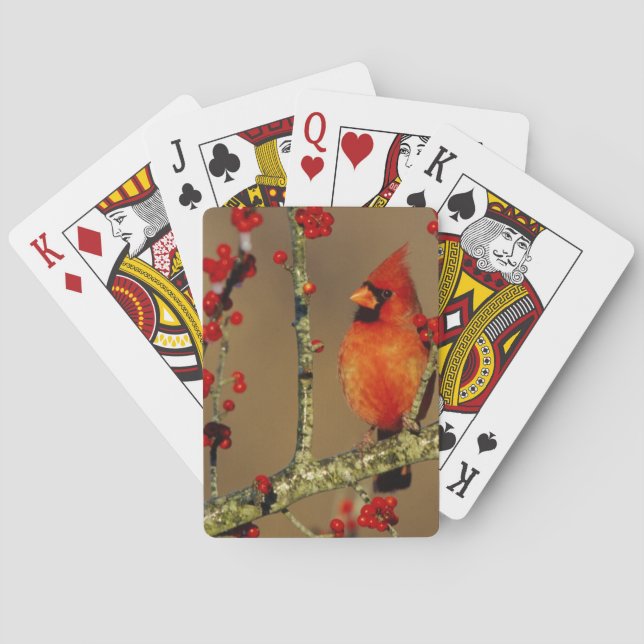 Baraja De Cartas Cardenal norteño macho posado, IL (Reverso)