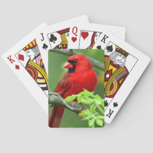 Baraja De Cartas Cardenales septentrionales