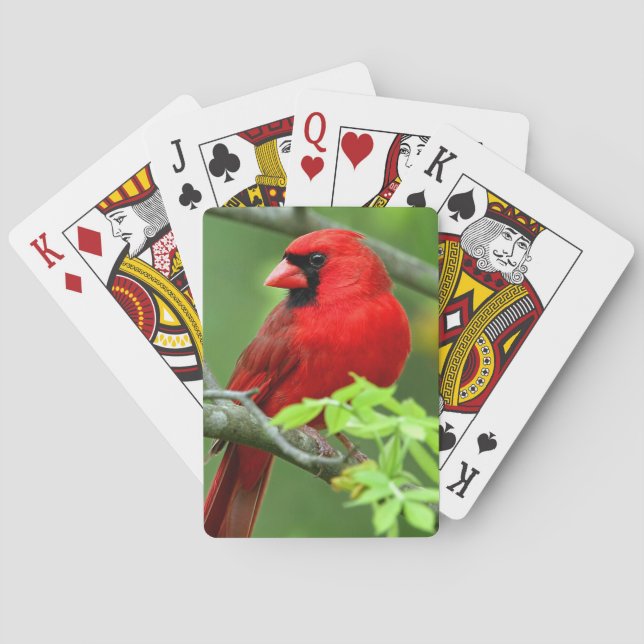Baraja De Cartas Cardenales septentrionales (Reverso)