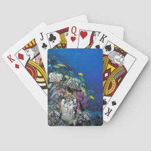 Baraja De Cartas Cardumen de salmonetes alrededor de pequeño coral
