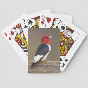 Baraja De Cartas Carpintero de cabeza roja en cerca