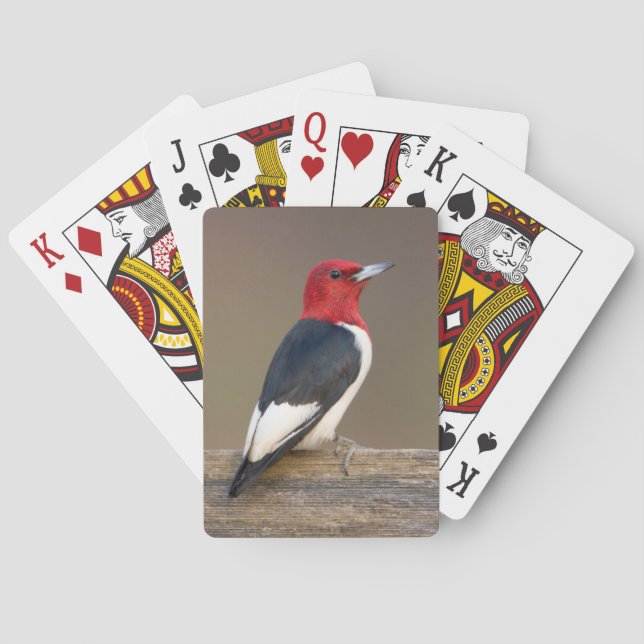Baraja De Cartas Carpintero de cabeza roja en cerca (Reverso)