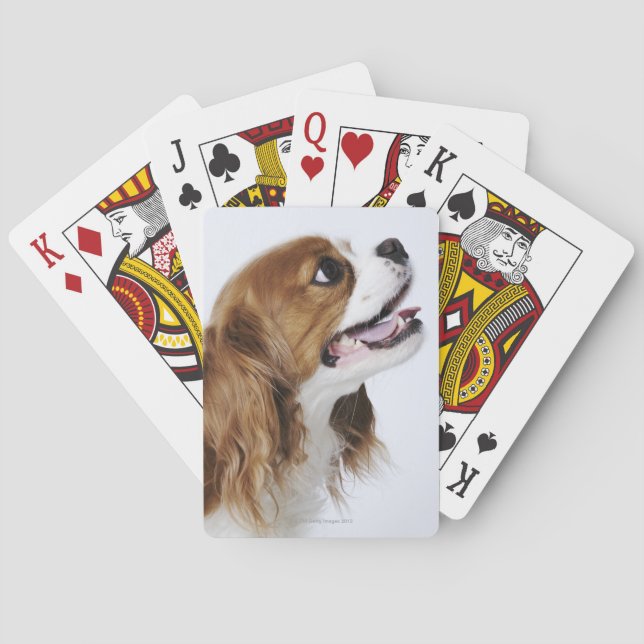 Baraja De Cartas Cavalier King Charles Spaniel, vista lateral (Reverso)