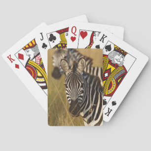 Baraja De Cartas Cebra de Burchell en hierba alta de verano, Masai