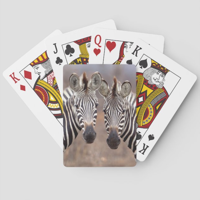 Baraja De Cartas Cebras comunes, Parque Nacional Kruger (Reverso)