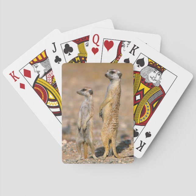 Baraja De Cartas Centinelas de Meerkat (Suricata Suricatta), Karas (Reverso)