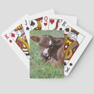 Baraja De Cartas Cernícalo rojo y blanco