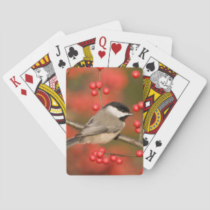 Baraja De Cartas Chickadee de Carolina en arbusto común del