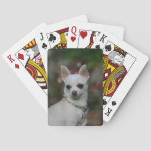Baraja De Cartas Chihuahua blanca