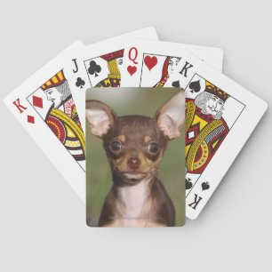 Baraja De Cartas Chihuahua Puppy mirando la cámara