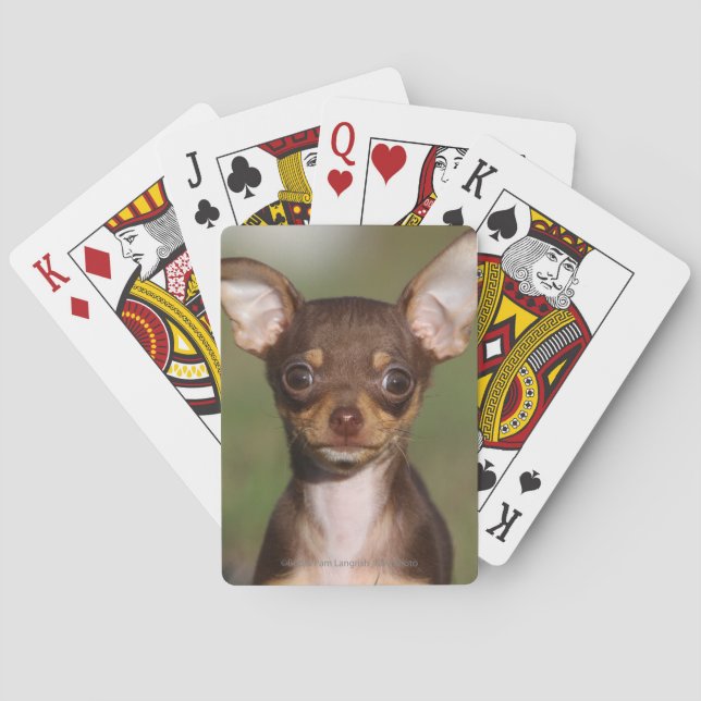 Baraja De Cartas Chihuahua Puppy mirando la cámara (Reverso)