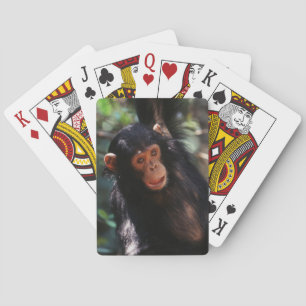 Baraja De Cartas Chimpancé joven que cuelga en el bosque