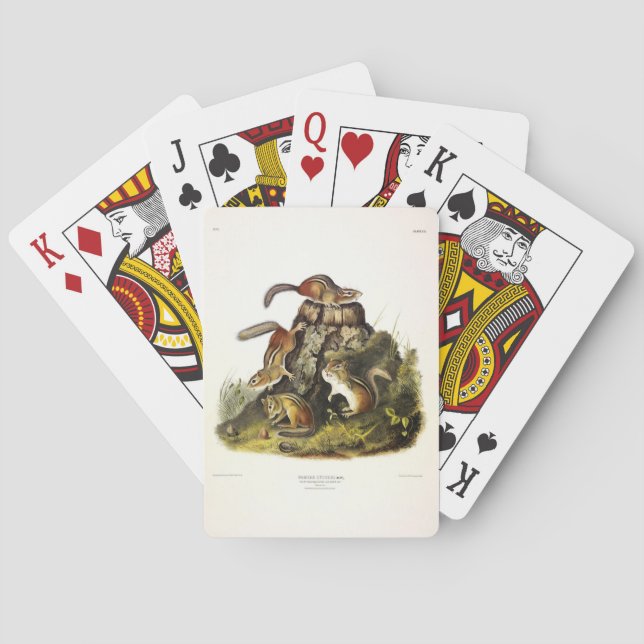 Baraja De Cartas Chip Squirrel ( Eastern Chipmunk ) por Audubon (Reverso)