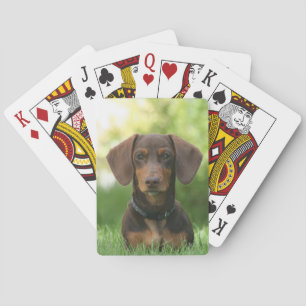 Baraja De Cartas Chocolate y Tan Dachshund - Doxie Dog