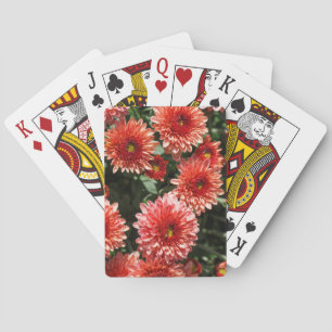 Baraja De Cartas Cierre de la planta de crisantemo