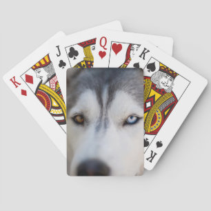 Baraja De Cartas Cierre de la vista estática de un Malamute de Alas