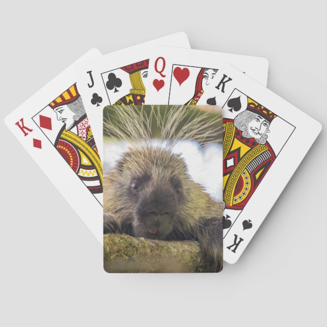 Baraja De Cartas Cierre de porcupina en un árbol (Reverso)