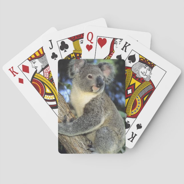 Baraja De Cartas Cinereus de la koala, del Phascolarctos), (Reverso)