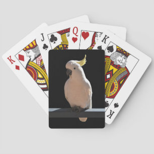 Baraja De Cartas Cockatoo en los Sundial Apartments