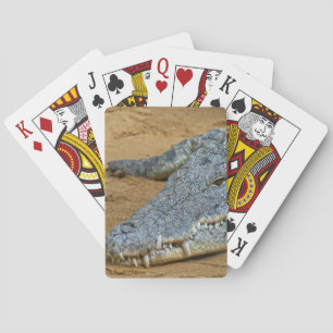 Baraja De Cartas Cocodrilo