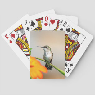 Baraja De Cartas Colibrí en una planta floreciente