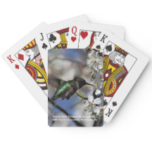 Colibrí Throated de rubíes femenino