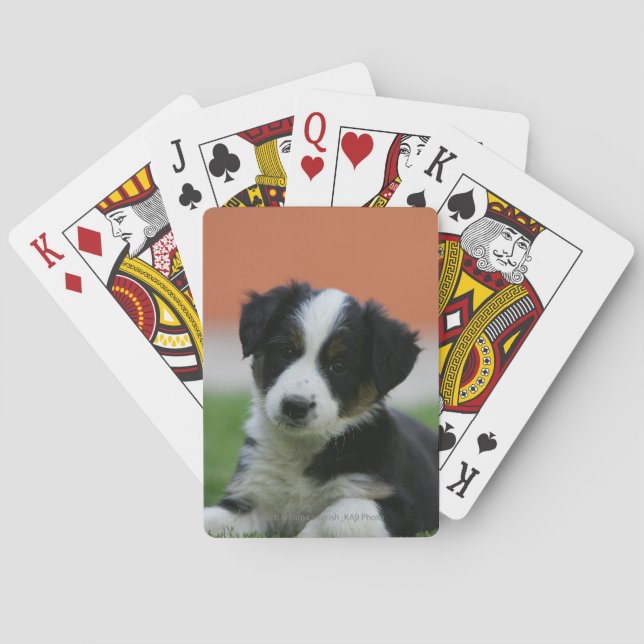 Baraja De Cartas Collie de borde anterior de 6 semanas (Reverso)