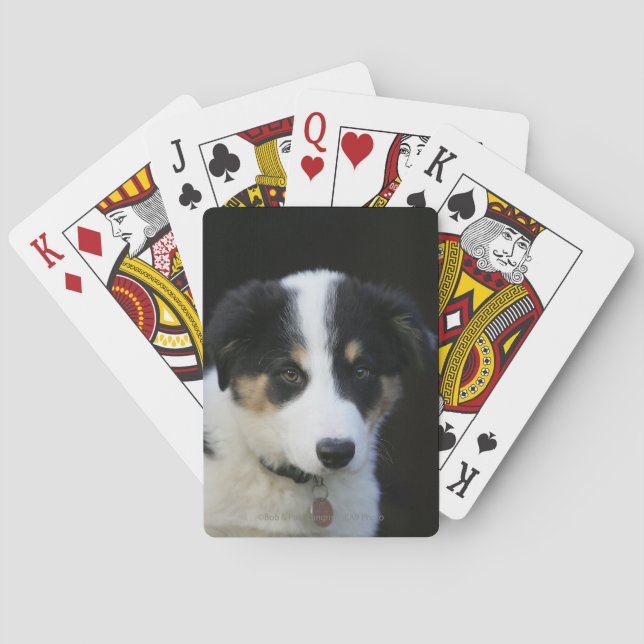 Baraja De Cartas Collie Puppy de 12 Semanas (Reverso)