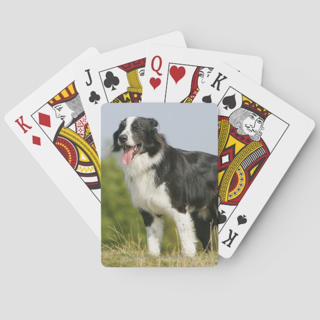 Baraja De Cartas Colocación del jadeo del border collie (Reverso)