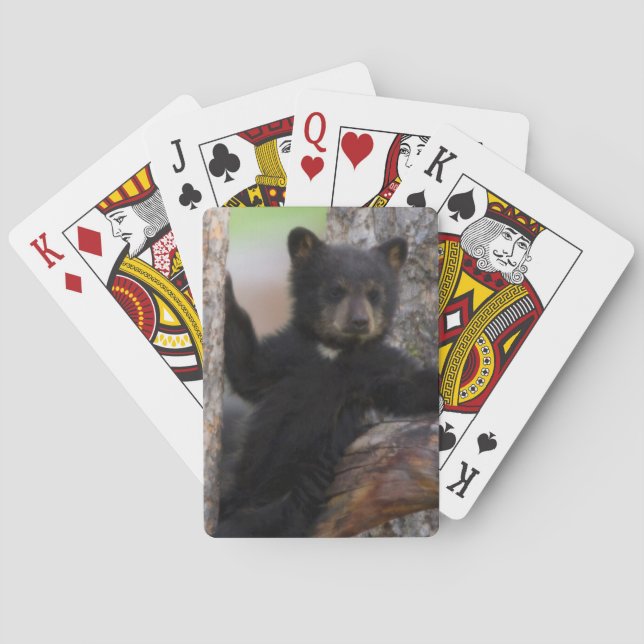 Baraja De Cartas Coloración de los osos negros (Reverso)