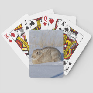 Baraja De Cartas Conejo cola R5 en nieve