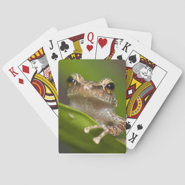 Baraja De Cartas Coqui común, Eleutherodactylus coqui (Reverso)