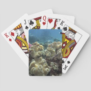 Baraja De Cartas Coral, arrecife de Agincourt, Gran Barrera de Cora