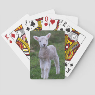Baraja De Cartas Cordero bebé oveja granja animal