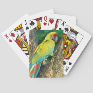 Baraja De Cartas Costa Rica, Ara Ambigua, Gran Lacaima Verde.