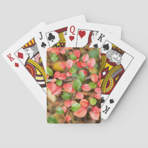Baraja De Cartas Cotoneaster horizontalis