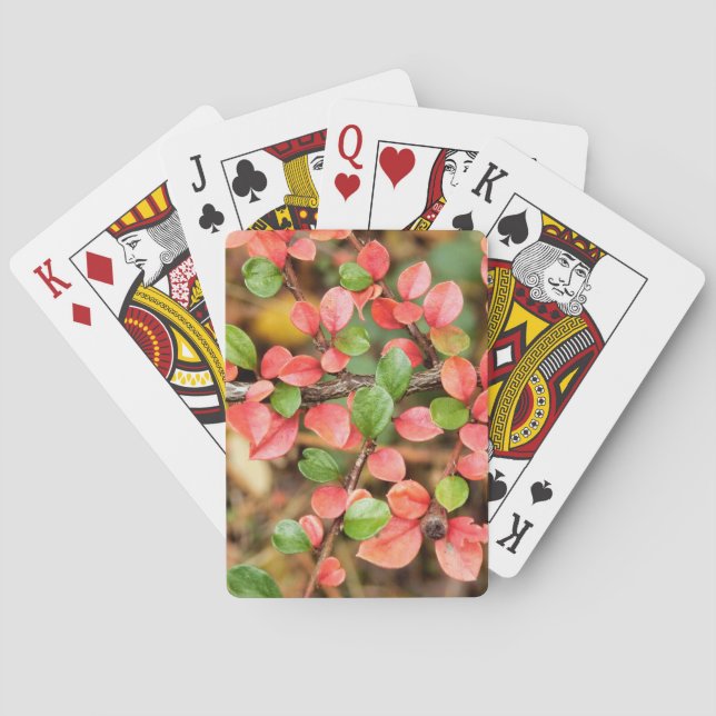 Baraja De Cartas Cotoneaster horizontalis (Reverso)