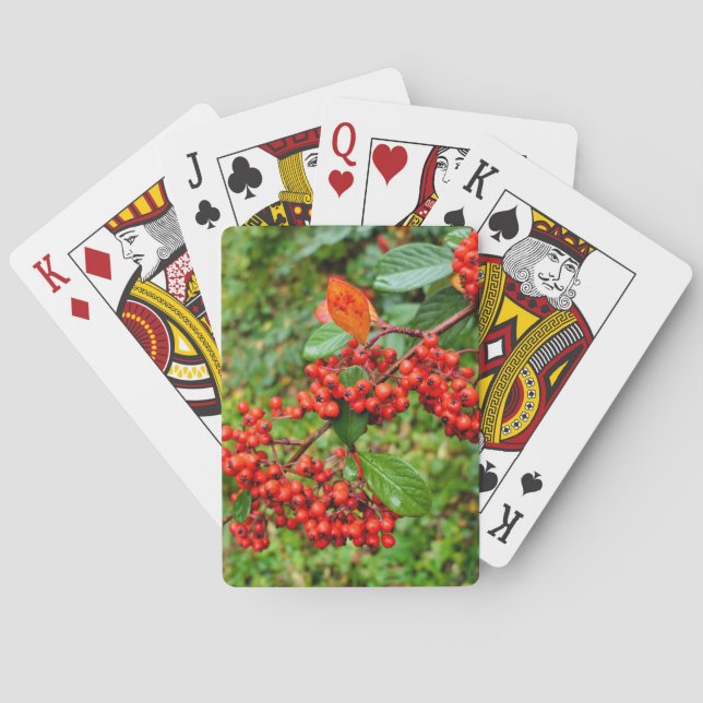 Baraja De Cartas Cotoneaster lacteus (Reverso)