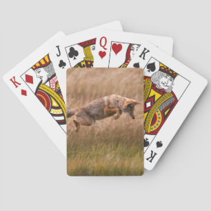 Baraja De Cartas Coyote que salta - prados del Gibbon