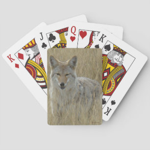 Baraja De Cartas Coyote R2 en hierba alta
