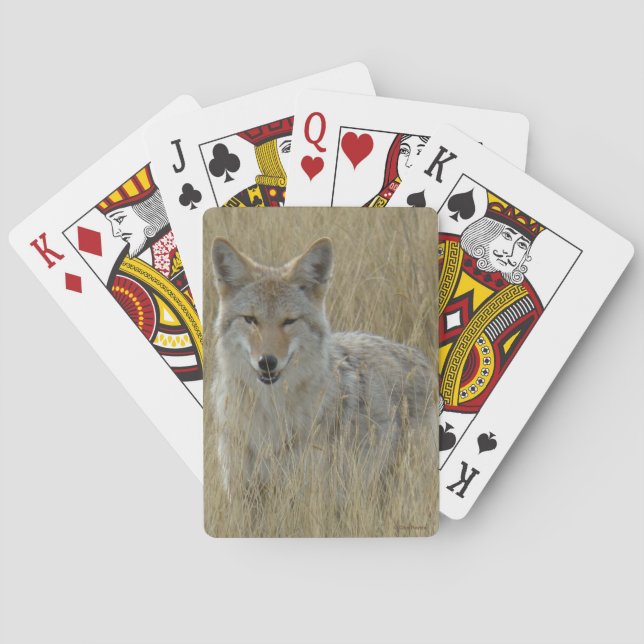 Baraja De Cartas Coyote R2 en hierba alta (Reverso)